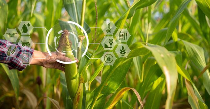 farmer-in-corn-field-using-digital-tablet-for-smart-farming-innovation-technology-for-smart-farm-system-agriculture-management-concept-of-smart-farming-modern-agricultural-business-photo