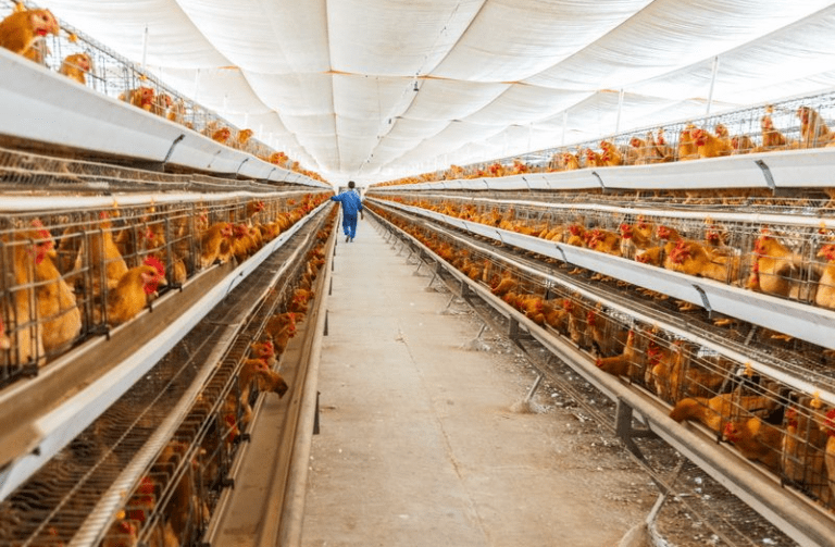 layer-chicken-farm